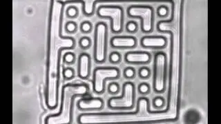 Neurospora crassa ro-1 mutant in microfluidic structure - movie 3