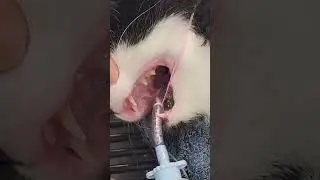🦷Tofu's teeth clean🦷 #catdental #veterinarian #vetdentist #cat #cats #catlover