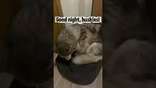 Спокойной ночи, хаски 🐺✨ | Сладких снов с Айлой и Акимом #siberianhusky