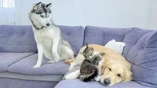 Husky&rsquo;s Jealous Reaction to Golden Retriever&rsquo;s Kitten Best Friend Is HILARIOUS