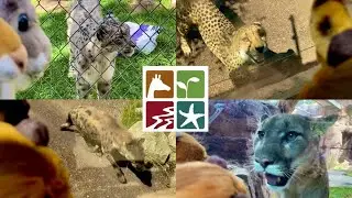 Smilo at the ABQ BioPark Zoo