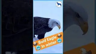 Bald Eagle Walking on Snow Like a Boss | #shorts #shortvideo  #animals