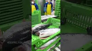 #salmon #trout #fypシ #salmon #cage #smokedsalmon #fishery#processing #fishprocessing