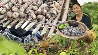 Primitive Cooking Seashells in the Wild &ndash; Delicious Grilled Seashell Recipe