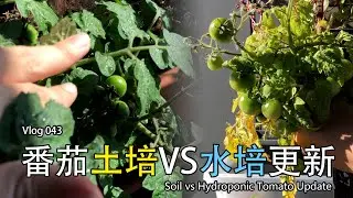 【Vlog】番茄土培 vs 水培更新 | Soil vs Hydroponic Tomato Update | 自制土壤湿度检测系统 043