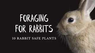 Foraging For Your Rabbits | 10 Rabbit Safe Plants To Grow And Forage For Your Meat Rabbits