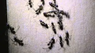 Ants Learned to Speak Like Bees!!?!