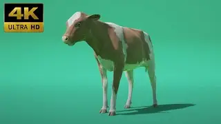 019 - Green Screen | Chroma Key | Animal 4K | Cows