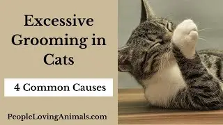 Excessive Grooming in Cats | Why is My Cat Overgrooming? | Psychogenic Alopecia in Cats #catgrooming