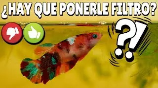 PECES BETTAS 🤔 CON O SIN FILTRO❓❓❓