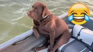 Funny and clever animal video clips 🤩 A compilation of the funniest moments of dogs 👵