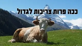 צער בעלי חיים זה איסור מהתורה