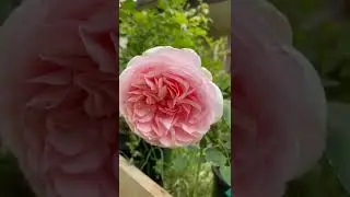 Bliss Parfuma rose
