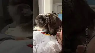 🔊Confused Floof 🙀 When Cuddles Went Wrong 🙈 #catdad #mainecoon