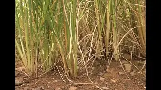 REVOLUÇÃO NA CULTURA DO ARROZ SEQUEIRO
