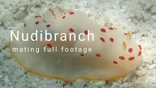 Nudibranch full mating footage
