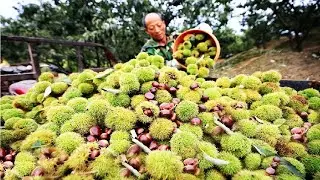 World's Most Interesting Processing Chestnuts - Awesome Agriculture Technology Farm