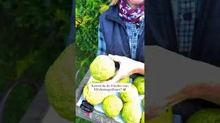 Kennst du die Fr&uuml;chte vom Milchorangenbaum? 🤓
