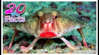 10 Unique Animals and 10 Amazing Pets That Form Strong Bonds with Humans!