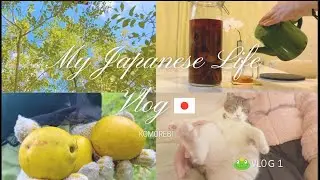 [🍃#1] Life in Japan: Quince Harvesting, Cats🐈, Quince Sake, and Lucky Rainbow Clouds🌈