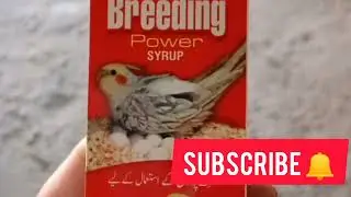 parrots ki Breeding ky liya sb sa sasty ur Acha SYRUP ak df zaor use kra