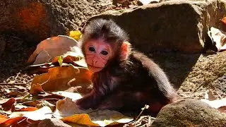 The Baby Monkey Who Stood Alone: Poor Little Monkey Cry Alone To Call Mom Back For Milk