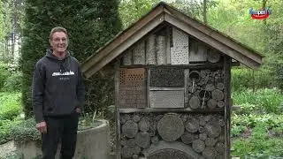 Aziatische hoornaar bedreigt het milieu