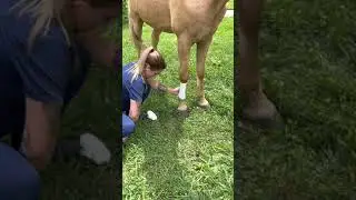 Externship 2 Skill #43 Equine Leg Wrap