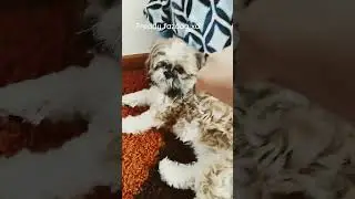 Freddy fazdog