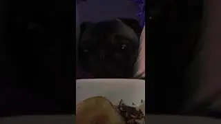 Pug begging for food