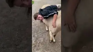 Pferd runterf&uuml;hren mal anders 🤣