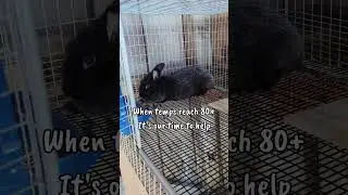 Tips to help cool your rabbits in the summer 🌞