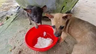 Can These Cute Puppies Finish Their Food?