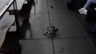 Aviary Fights