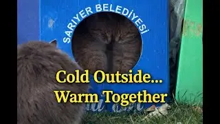 Cold Outside, Warm Together | Street Cats in Winter.&rdquo; 🐾❄️