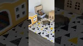 Bunny room makeover before vs after #rabbit