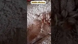 Partridge Chicks Food Party Video