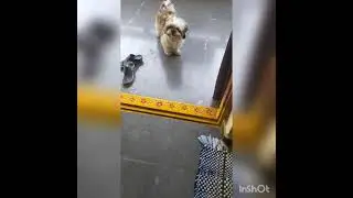 Simba ki chala vadiga unta ila chesam part 2 #shihtzu #simba #coolpack #shorts