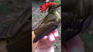 Tropical Royal Flycatcher The Bird with the Most Amazing Crest! #birds #flycatchers #tropicalbirds