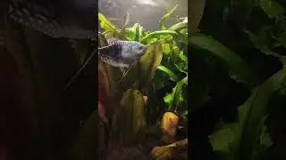 гурами золотой и мрамор #аквариум #травник #aquarium #рыба #aquariumfish #explosion #fishtank