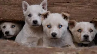 Puppies rescued in desert!