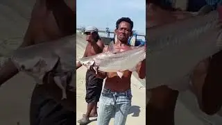 Ngeri sekali sekali tebar jala dapat ribuan ikan 