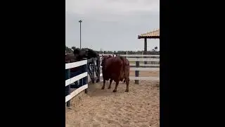 VACA SINDI CASTILHO
