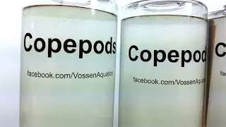 Vossen's copepods