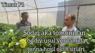 Timur F1 навини дехқонимиз Содиқ ака томонидан оддий усул ёрдамида тонна хосил олиш сирлари.