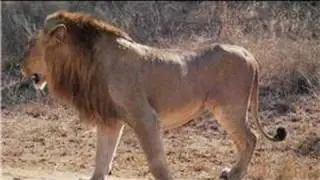 Lions : What Is the Role of a Male Lion?