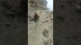 Strongest Animals in the world ||  