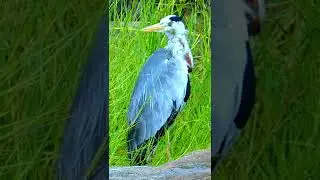 Grey Heron-අළු කොකා[Alu koka] පක්ෂීන්,