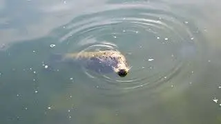 Wildlife around the Port Moody inlet British Columbia