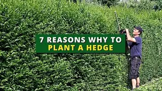 7 Reasons to Plant a Hedge 👍👌 Provide Extra Privacy for Your Space 👍👌